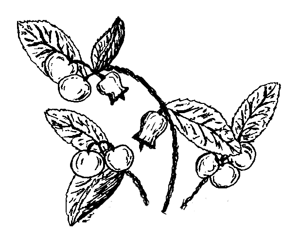 Checkerberry House Interiors